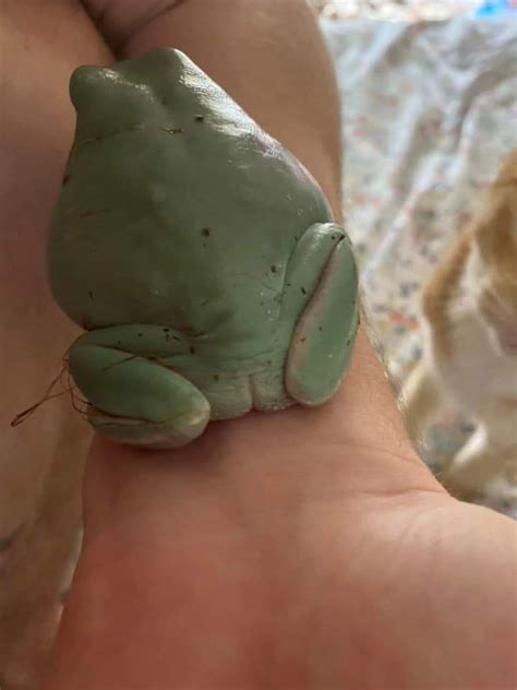 frog butt memes|14 Strangely Adorable Froggo Booties